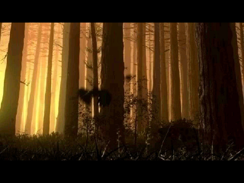 forests-1.jpg